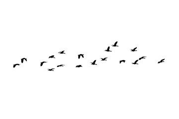 Bird sillhouette Flock black birds. Flocks of flying pigeons isolated on background. Save with clipping path. flying birds formation of pigeons many isolated for backgound PNG