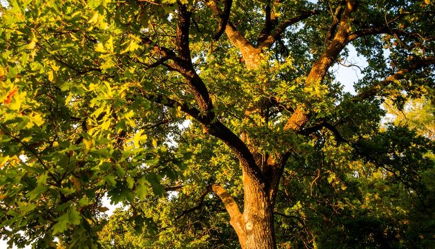 Low-angle view of a large oak tree, sunlight illuminating its leaves