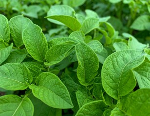Close-up of vibrant potato leaves