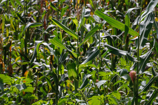 Golden corn ears in lush cornfield