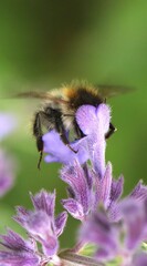 Bee buried in a flower