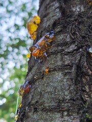 Resin appeared on the tree in places where the bark was damaged