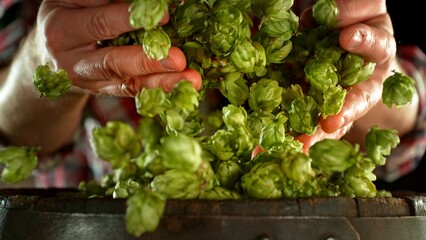 Male hands holding a handful of fresh green hop cones on old wooden barrel. A brewer harvests...