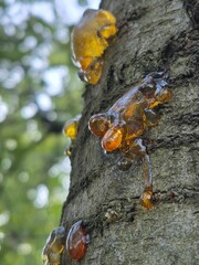 Resin appeared on the tree in places where the bark was damaged