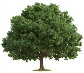 Lush green tree with a full canopy and short trunk, standing on a small patch of grass against a white background