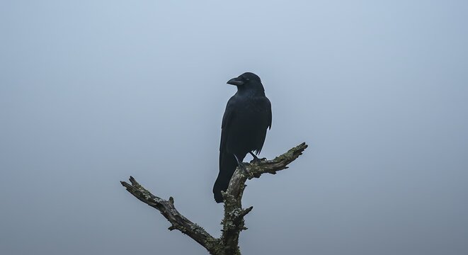 A black crow perched atop a bare tree branch against a misty gray sky in a somber outdoor scene