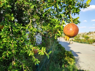 Red fruit hanging from a tree