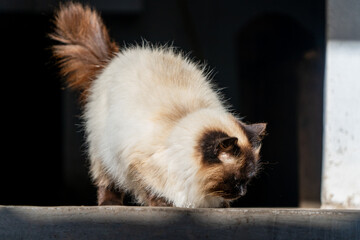 Obraz premium Himalayan Persian Siamese cat, stock pet photography