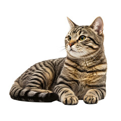 Fototapeta premium Resting Striped Cat Portrait on Transparent Background Looking Sideways
