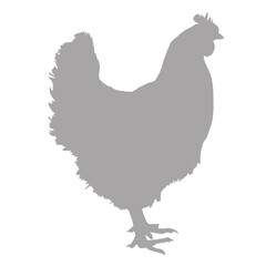 Simple grey silhouette of a chicken standing on a black background silhouette