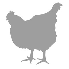 A grey silhouette of a standing chicken on a black background silhouette