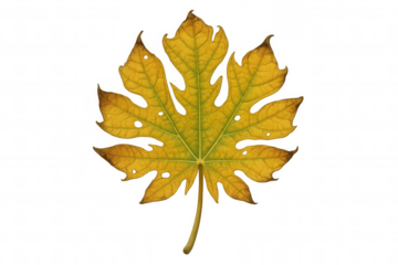 Detailed close-up of a damaged yellow leaf on a transparent background, highlighting its intricate patterns and rich autumn hues
