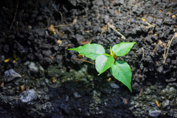 Young green plant growing in the soil. Concept of new life.