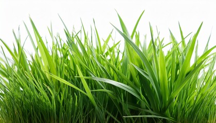 Fresh Green Grass Isolated Against A Transparent Background