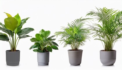 Fototapeta premium Four Potted Houseplants In Gray Pots Isolated On Transparent Background