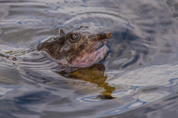 Florida Softshell Turtle