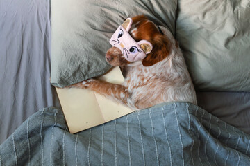 Brown and white dog wearing pink animal face sleep mask, resting under gray blanket with paw over book showing drawing of lamp, teal wall behind, intimate lifestyle bedroom photo.