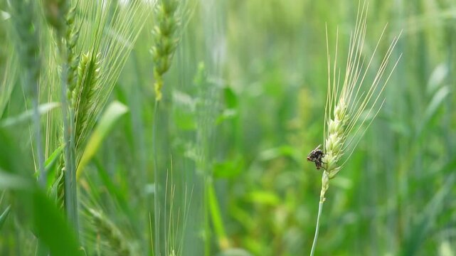 Two house flies are mating on the wheat plant and enjoying. Closeup flesh flies (Sarcophaga carnaria) on leaves, blurred background. Insects in spring making love