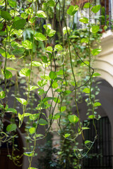 Malaga, Andalusia, Spain. 4 September 2025. Green plants hanging in courtyard arch