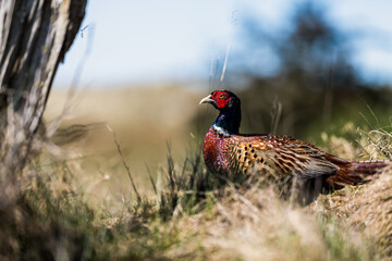 Spaziergang über Spiekeroog