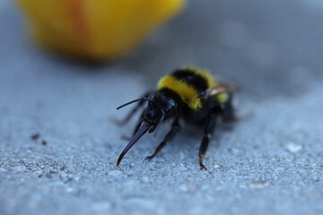 Earth bumblebee with its proboscis on the ground