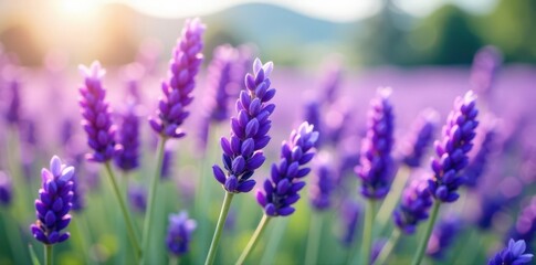 Obraz premium Horizontal lavender bunch, soft focus, isolated , design, rustic