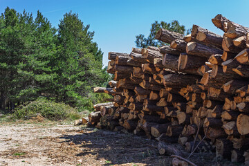 Stack of felled logs in a forest, waiting on a landing, also known as a cold deck for haulage contractors to transport the timber near Fredes, Castellón in the Valencian Community of Spain