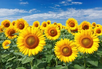 A vibrant field brimming with bright yellow sunflowers under a sunny, cloud-streaked blue sky, radiating warmth and summer energy in a lush, natural landscape
