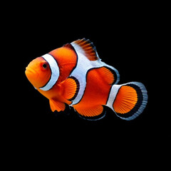Firefly Orange, white, and black percula clownfish in smooth swimming pose, isolated on transparent