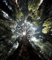 A low-angle view of tall trees reaching for the sky, with sunlight filtering through the leaves, creating a sense of awe and wonder