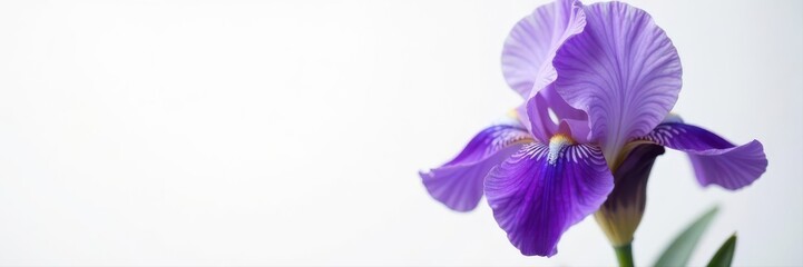 Single majestic purple iris, pristine white background, iris, purple iris