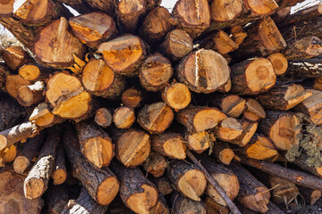 Felled logs stacked up to be transported and processed as densified biofuel made from woody biomass near Fredes, Castellón in the Valencian Community of Spain