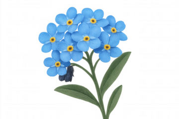 Delicate forget-me-not flower blooming, displaying vibrant blue petals, yellow center, green leaves against transparent backdrop