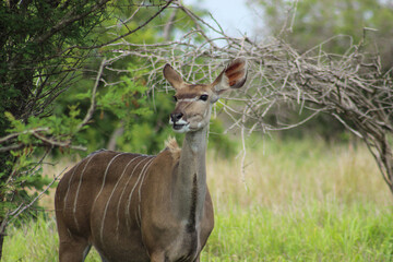 A female greater kudu (Tragelaphus strepsiceros) commonly known as kudu, grazing in winter at Kruger National Park in the Mpumalanga province of South Africa