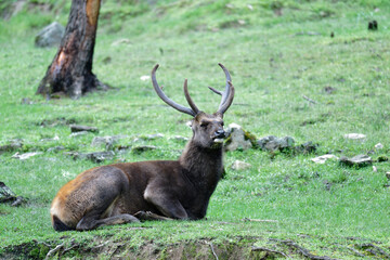Christmas Reindeer in Scenic Mountain Setting