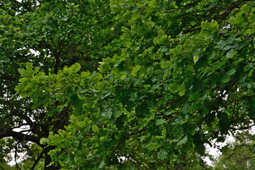 Lush green oak tree foliage under overcast sky
