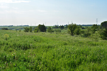 Green Meadow Landscape Under a Blue Sky