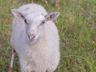 portrait of a young lamb close-up on a background of green grass