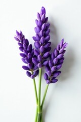 Obraz premium A fragrant lavender bunch, stems visible, rests on pristine white background , purple, herb, flowers