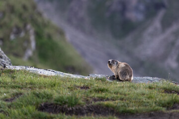 Alpine Marmot in the Austrian Alps During Summer Months