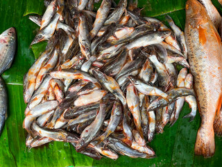 Fresh Tengra Fish selling on Fish market in Kolkata
