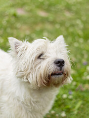 portrait of a white dog west highland white terrier on a blurred field background