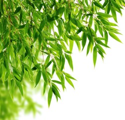 Naklejka premium A cluster of bright green leaves on delicate branches curves down, filling the upper left frame against a stark white background, light filtering through