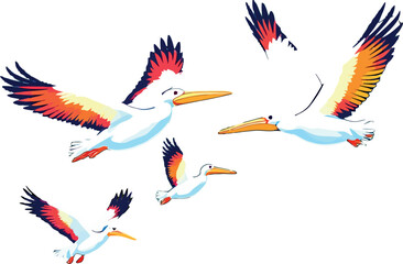 Vsai pelicans flying with wide open colorful wings on white background