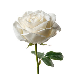 High quality photo of a delicate pale pink and white rose with green leaves isolated on transparent background