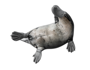 Platypus Top-Down View Floating on Water Surface, Minimalist Design, Isolated