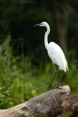 A majestic white egret is seen standing tall on a log against the dense forest backdrop of Chitwan National Park. With its elegant posture and bright white plumage, the egret symbolizes purity 