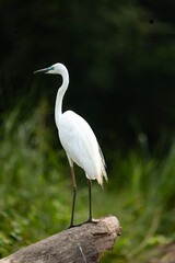 Fototapeta premium A majestic white egret is seen standing tall on a log against the dense forest backdrop of Chitwan National Park. With its elegant posture and bright white plumage, the egret symbolizes purity 