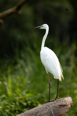 A majestic white egret is seen standing tall on a log against the dense forest backdrop of Chitwan National Park. With its elegant posture and bright white plumage, the egret symbolizes purity 