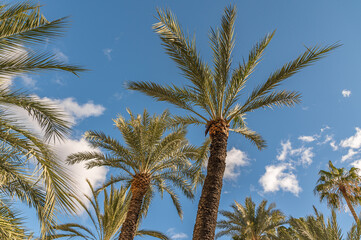 Palm trees in Alicante, Spain